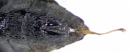 Réf. 200 568 : Anaspis frontalis